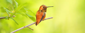 Maybe you would like to learn more about one of these? Backyard Birds Invite Entertaining Hummingbirds Into Your Garden