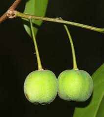 Image result for Drypetes arguta