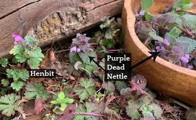 Check spelling or type a new query. 9 Things To Make With Purple Dead Nettle