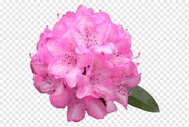 The elegant rhododendron is not only one of the most popular cut flowers you will find, but it's a commonly chosen ornamental plant for landscaping, too. Azalea Pink Flowers Rhododendron Macrophyllum Lilac Flower Flower Magenta Rhododendron Png Pngwing