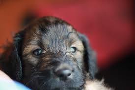 Since 2004, lakeview doodles has been breeding dogs in rochester new york. Black Brown Goldendoodle Boy Puppy For Sale By River Valley Doodles Nicknamed Pitch Goldendoodle Breeder Ny Goldendoodle Puppies Ny Mini Sheepadoodle Puppies Doodles By River Valley Doodle Puppies
