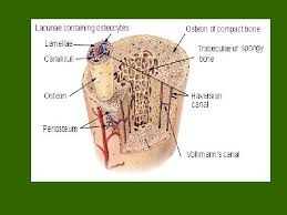 Compact and spongy.the names imply that the two types differ in density, or how tightly the tissue is packed together. Bone Classification 4 Types Of Bones 1 Long