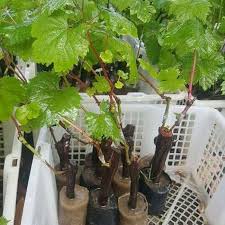 Maybe you would like to learn more about one of these? Jual Bibit Anggur Black Panther Jual Bibit Pohon Dan Tanaman