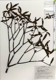 Image result for Viscum shirense