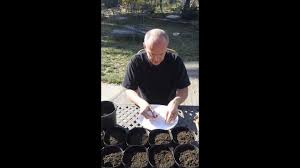 Sow the seed as soon as possible and provide plenty of water. How To Plant Iris Seeds Youtube