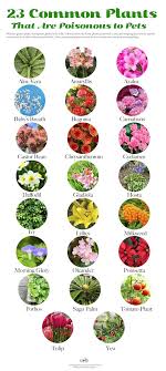 Find out more from webmd's slideshow about common poisonous plants and how to avoid them. What Are Some House Plants Poisonous To Dogs Quora
