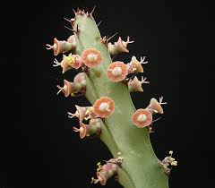 Image result for Euphorbia pfeilii
