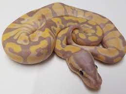 Calico banana ball pythons for sale in the united states. Super Banana Morph List World Of Ball Pythons