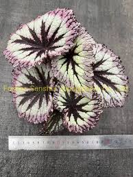 Image result for Begoniaceae