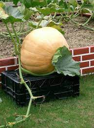 How To Grow Giant Pumpkins Growing Pumpkins Pumpkin Garden Giant Pumpkin