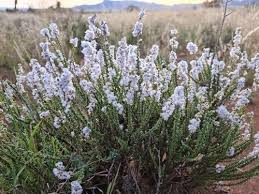 Image result for Eriocephalus