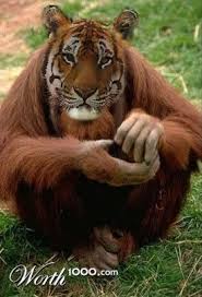 Animal Crossbreed Fake Animals Photoshopped Animals Weird Animals