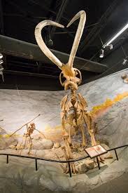 Woolly Mammoth Museum Ancient Dinosaur Museum