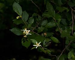 Image result for Grewia stolzii