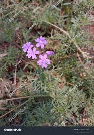 Image result for Verbena aristigera