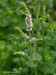 Image result for Xerophyta suaveolens