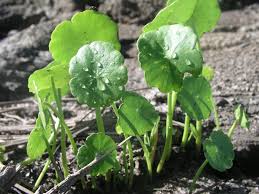 Image result for Hypertelis umbellata