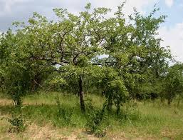 Image result for Commiphora mossambicensis