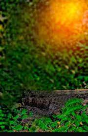 Background Hd Afaf Editor Blurred Background Photography Photo Background Images Hd Blur Photo Background Beautiful, free images gifted by the world's most generous community of photographers.