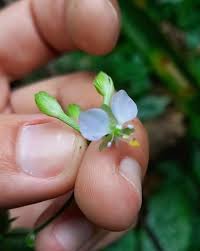 Image result for Aneilema leiocaule