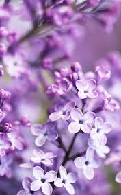 Maybe you would like to learn more about one of these? Bts Flower Wallpapers Top Free Bts Flower Backgrounds Wallpaperaccess
