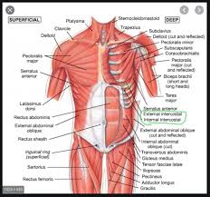 These muscles may be located anteriorly, posteriorly, and/or laterally. Anyone Else Felt Like They Pulled One Of Their Intercostal Muscles During A Kettlebell Workout More Details In Comments Kettlebell