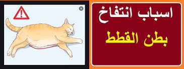 اسباب انتفاخ بطن القطط وطرق الوقاية والعلاج امراض القطط