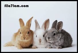 تفسير حلم الارنب في المنام لابن سيرين ورؤية الارانب الكثيرة في الاحلام