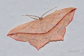 Image result for Timandra comae