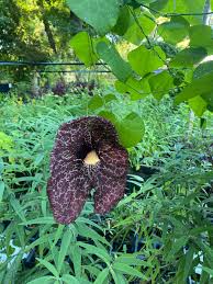Image result for Aristolochia gigantea