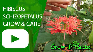 Image result for Hibiscus schizopetalus