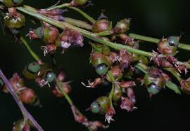 Image result for Scleria induta