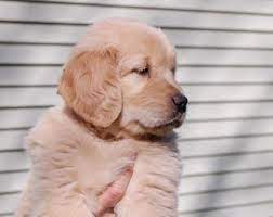 Cayberry Golden Retrievers Connecticut