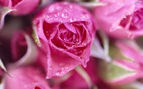 Maybe you would like to learn more about one of these? Pink Rose Meaning Pink Roses Pink Rose Wallpaper Light Pink