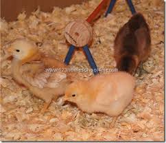 6 week old easter egger rooster. See How Chicks Grow Week By Week
