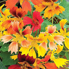 Phoenix flowers are here for all of your flowery needs today. 15 Of The Best Nasturtium Varieties Gardener S Path