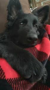 I hope you like this beautiful colors of a german shepherd dog article. Black German Shepherd Black German Shepherd Puppies German Shepherd Puppies Cute Dogs