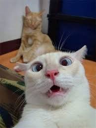 Top 30 Funny Cat Pictures 2020 Cats Are So Funny Paw Paw Go In 2020 Funny Cat Faces Funny Cute Cats Funny Cat Pictures