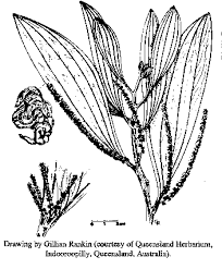 Image result for Acacia mangium