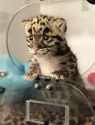 pin on cats rule