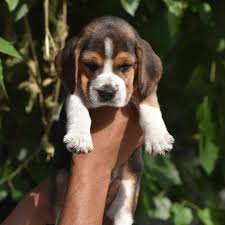 White puppy is cherry and brown puppy is noah both are 3 months. Beagle Puppies For Adoption In Delhi Beagle Puppy Puppy Adoption Cute Dogs And Puppies