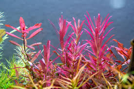 Image result for Rotala filiformis