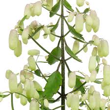 Kalanchoe Verzorging Tips Informatie 123planten Nl