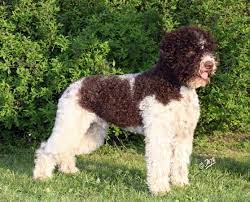 Lagotto Romagnolo Classic Look Terra Incognita Lagotto Romagnolo Lagotto Romagnolo Dog Breeds Water Dog
