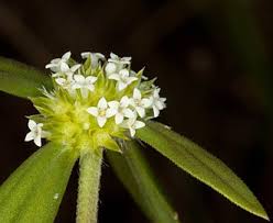 Image result for Mitracarpus