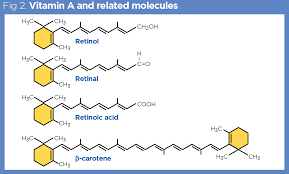 Vitamins A and C: their function and structure explained | Nursing Times
