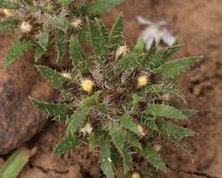 Image result for Orthochilus adenoglossus