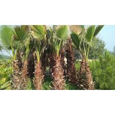 Check spelling or type a new query. Washingtonia Palm Trees Height 25 Meters Green Field Nursery Id 20795326033