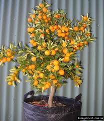 Buy fruit trees and berry bushes online with delivery right to your door. Dwarf Fruit Trees For Sale Online