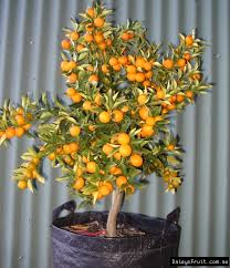 Get it as soon as wed, jul 28. Dwarf Fruit Trees For Sale Online